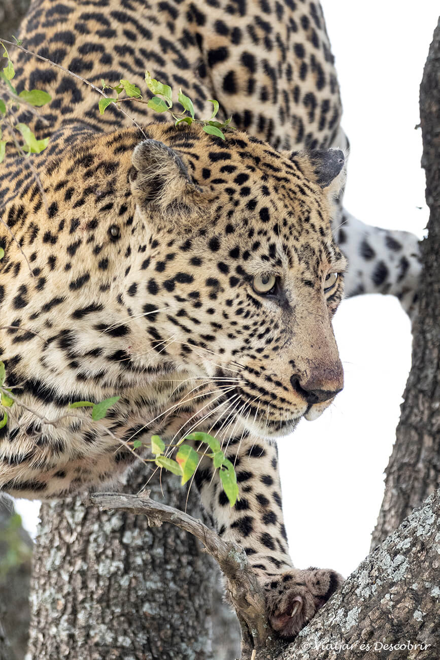 dormir en un alojamiento en el interior del parque nacional Kruger permite poder ver a un leopardo como el de la fotografía pocos minutos después de haber empezado el safari