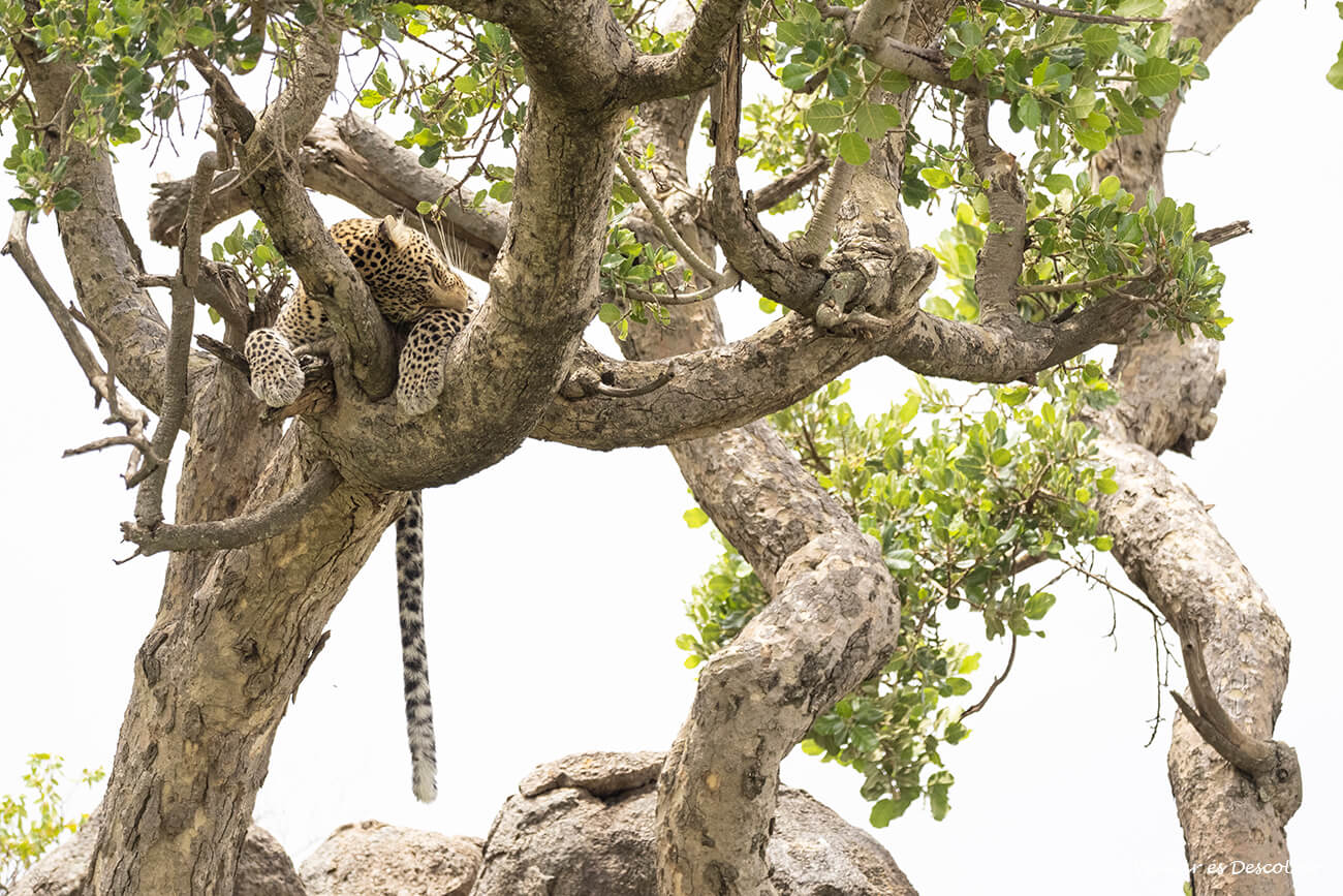 un leopardo durmiendo en una rama de un árbol en el Serengeti durante un safari en Tanzania