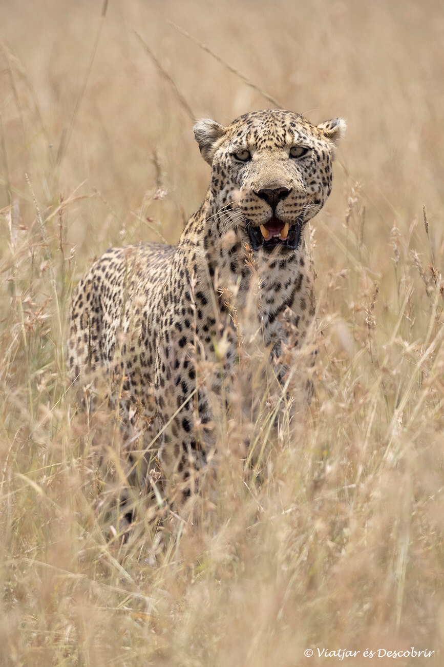 un leopardo camuflado entre la hierba seca del masai mara durante un safari en Kenia