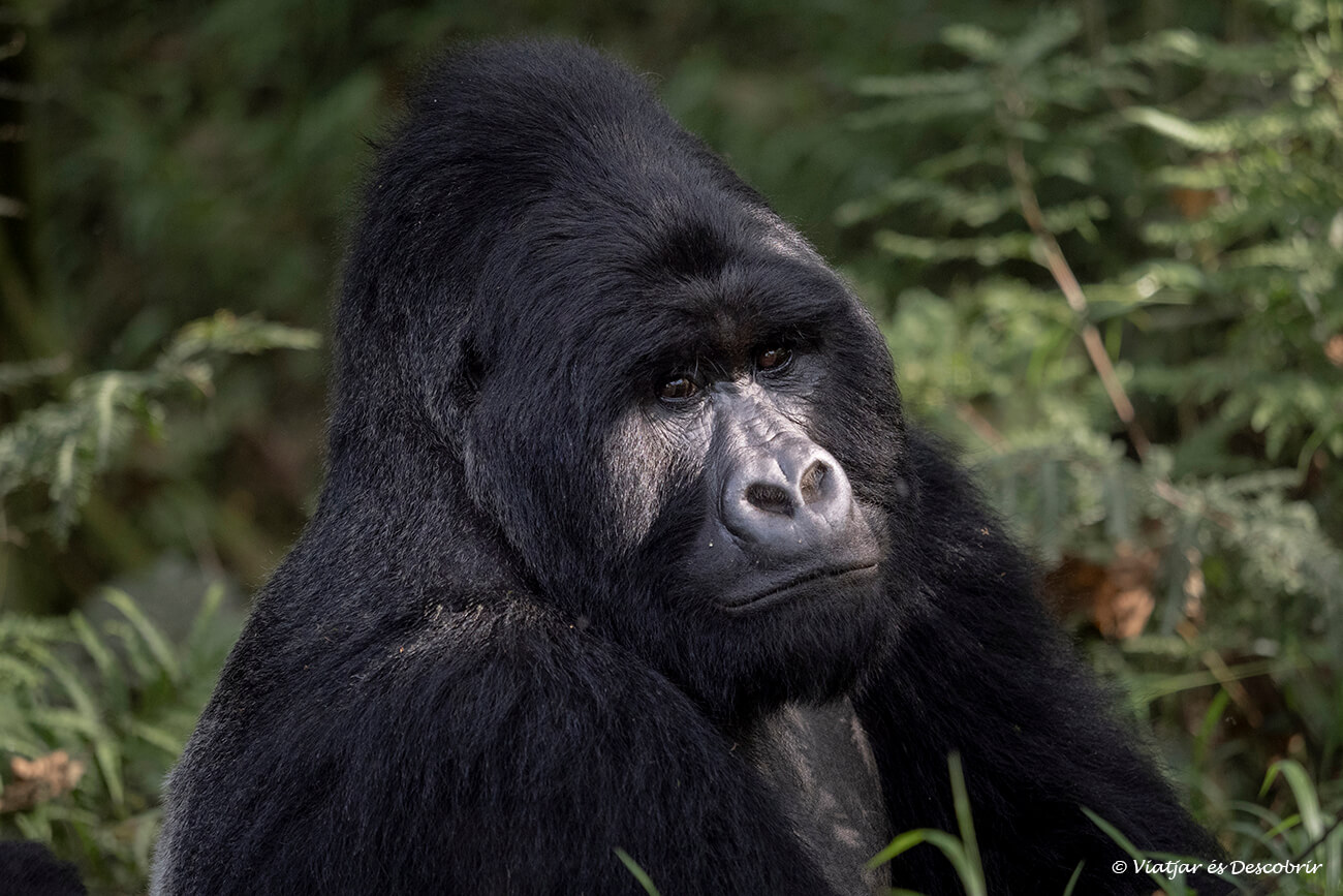 primer plano de un macho de espalda plateada en el bosque del parque nacional del gorila Mgahinga en Uganda