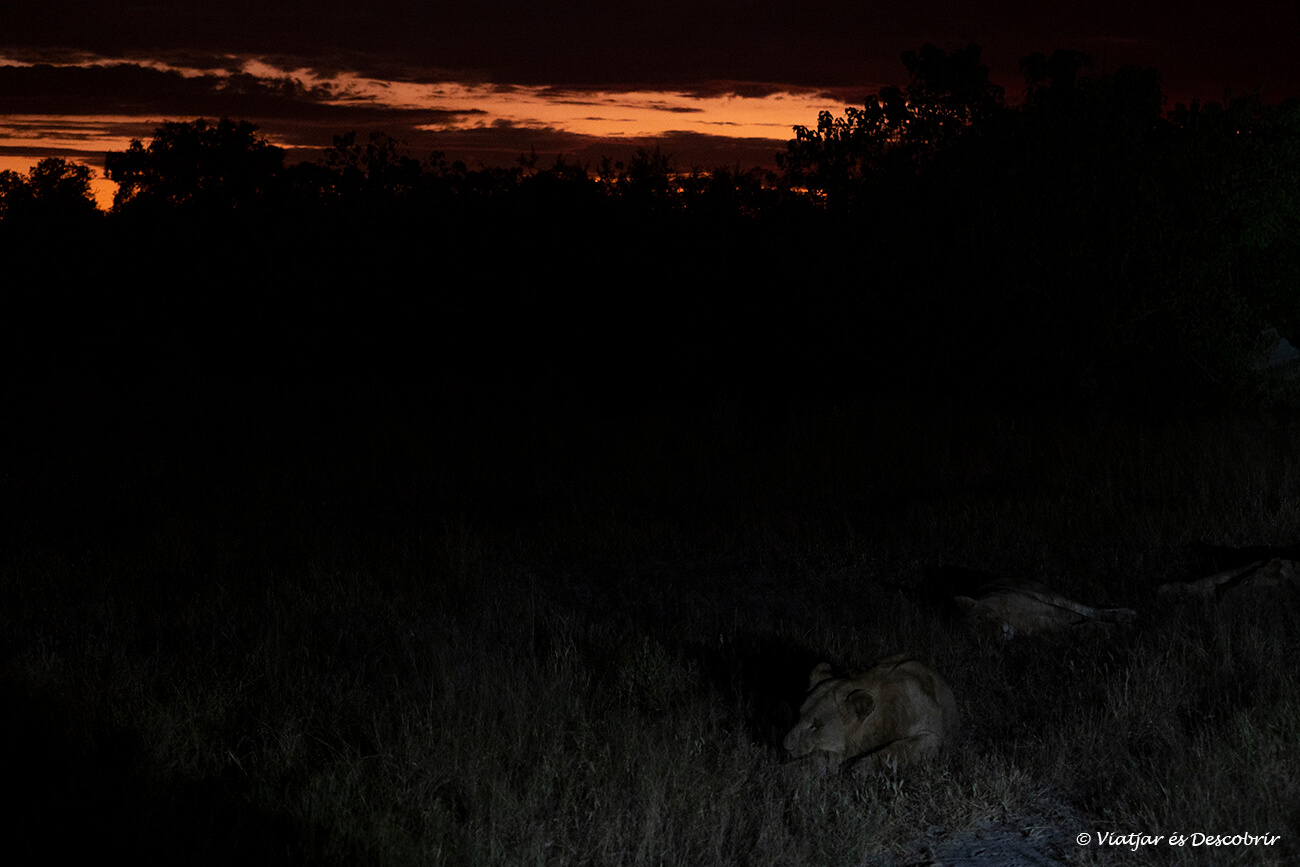 una leona fotografiada durante la noche en el delta del okavango