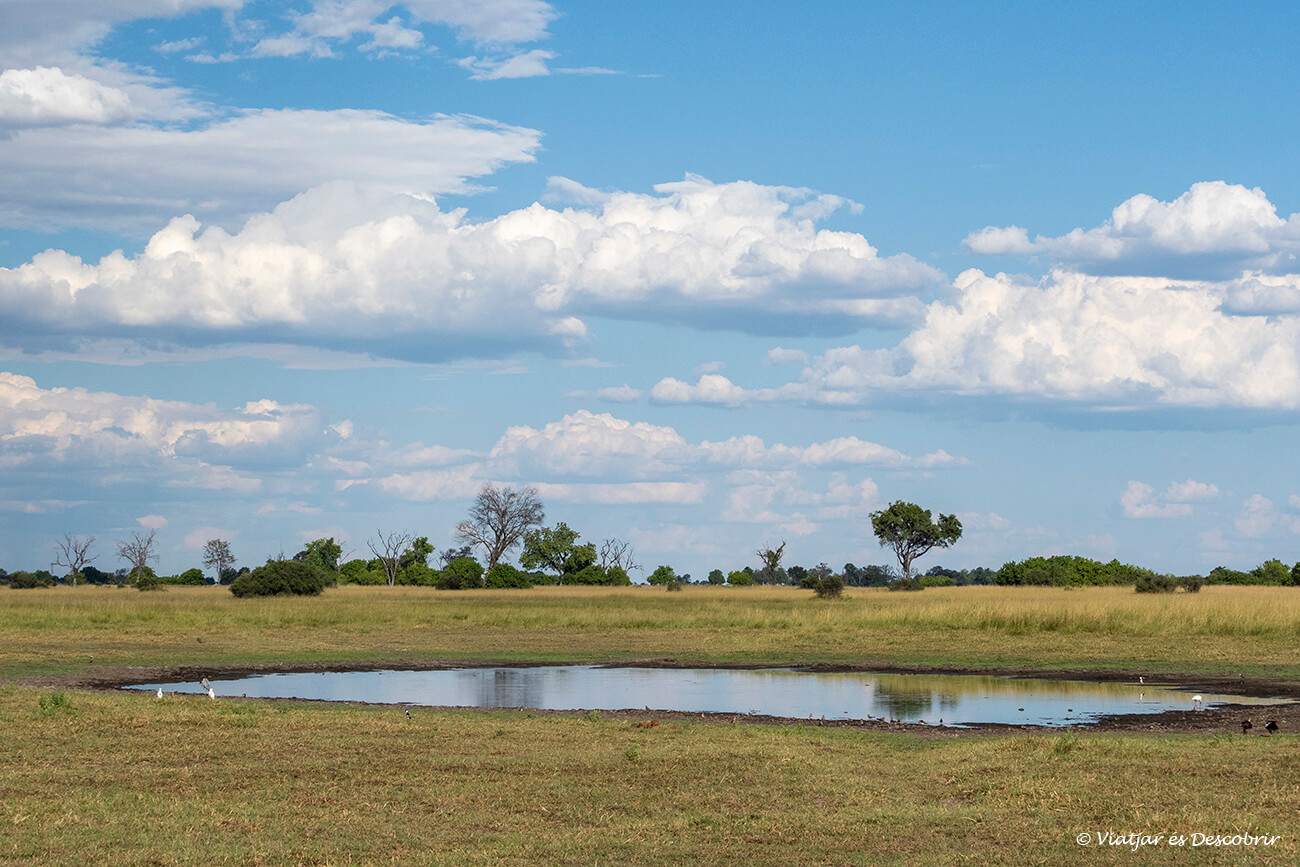 paisaje con lagunas en el delta del okavango durante un safari espectacular