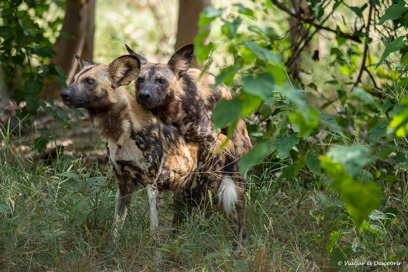 dos perros salvajes africantes en el interior de un pequeño bosque en el Okavango