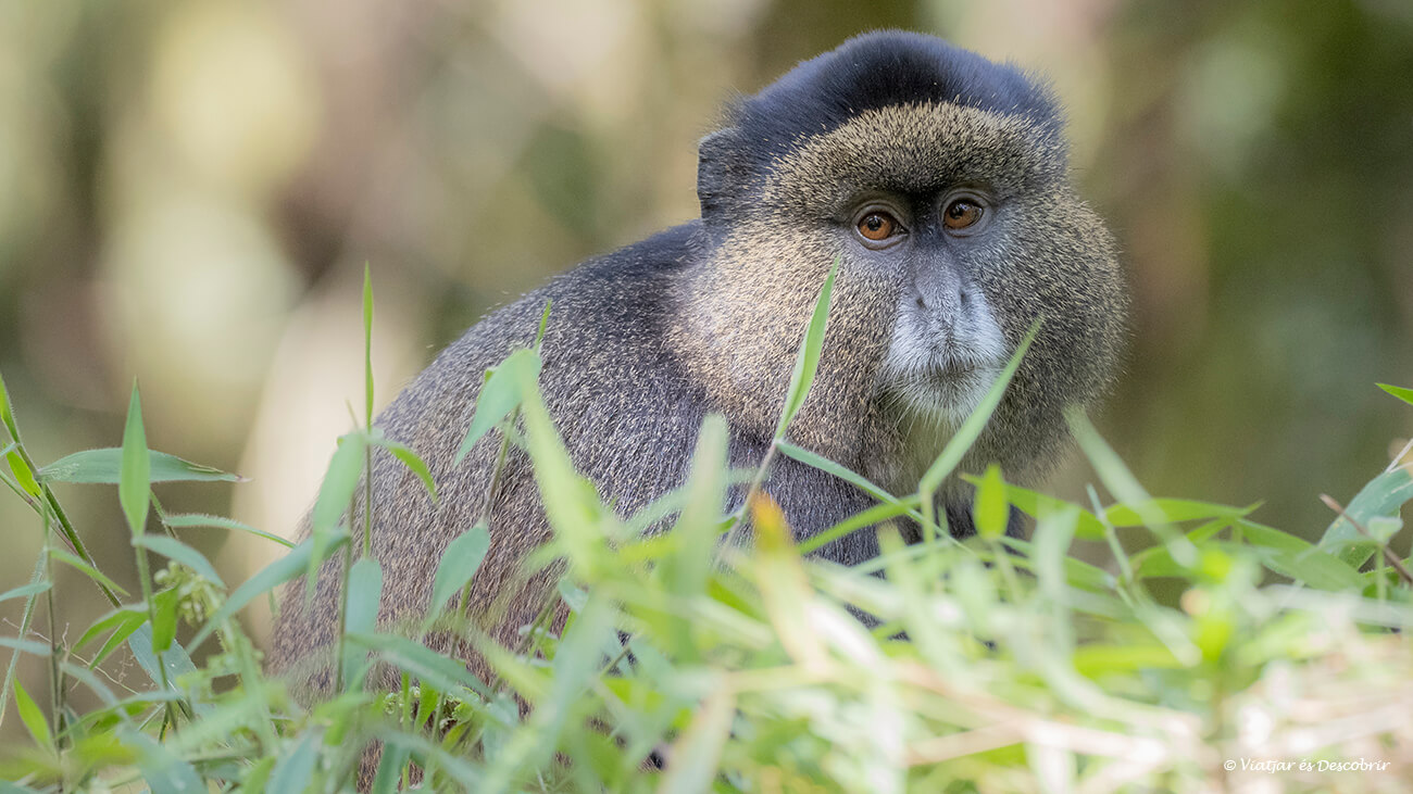 el trekking para ver monos dorados permite ver un mono endémico en las faldas de las montañas de Virunga
