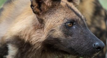 Delta del Okavango: safari al rincón más salvaje de Botsuana