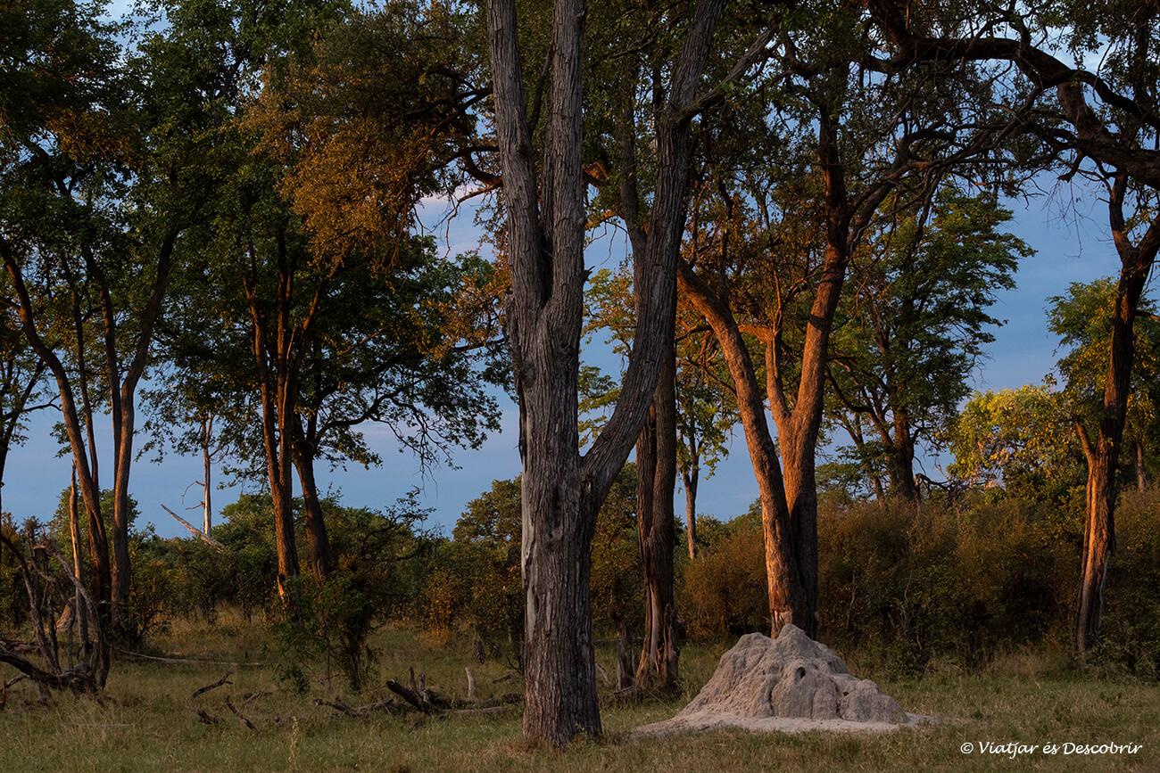 puesta de sol entre los árboles del delta del okavango
