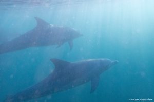 Lee más sobre el artículo Semana 28 (Quinuituq): Gracias, delfines (Isla Mauricio)