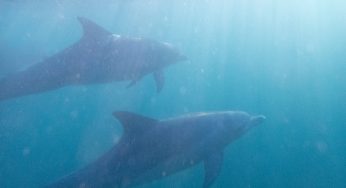 Semana 28 (Quinuituq): Gracias, delfines (Isla Mauricio)