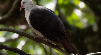 Semana 29 (Quinuituq): L’Île aux Aigrettes y la conservación de especies endémicas