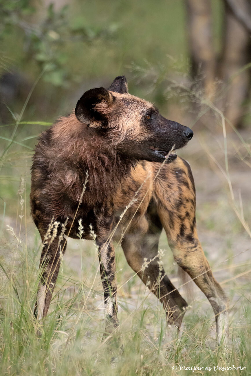 un perro salvaje de la manada Kwara en Botsuana