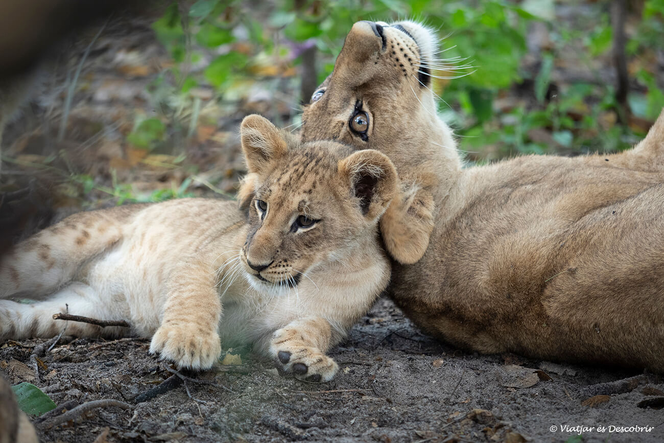 dos leones en botsuana jóvenes