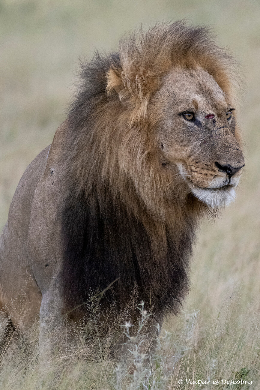 león macho de una coalición de Botsuana