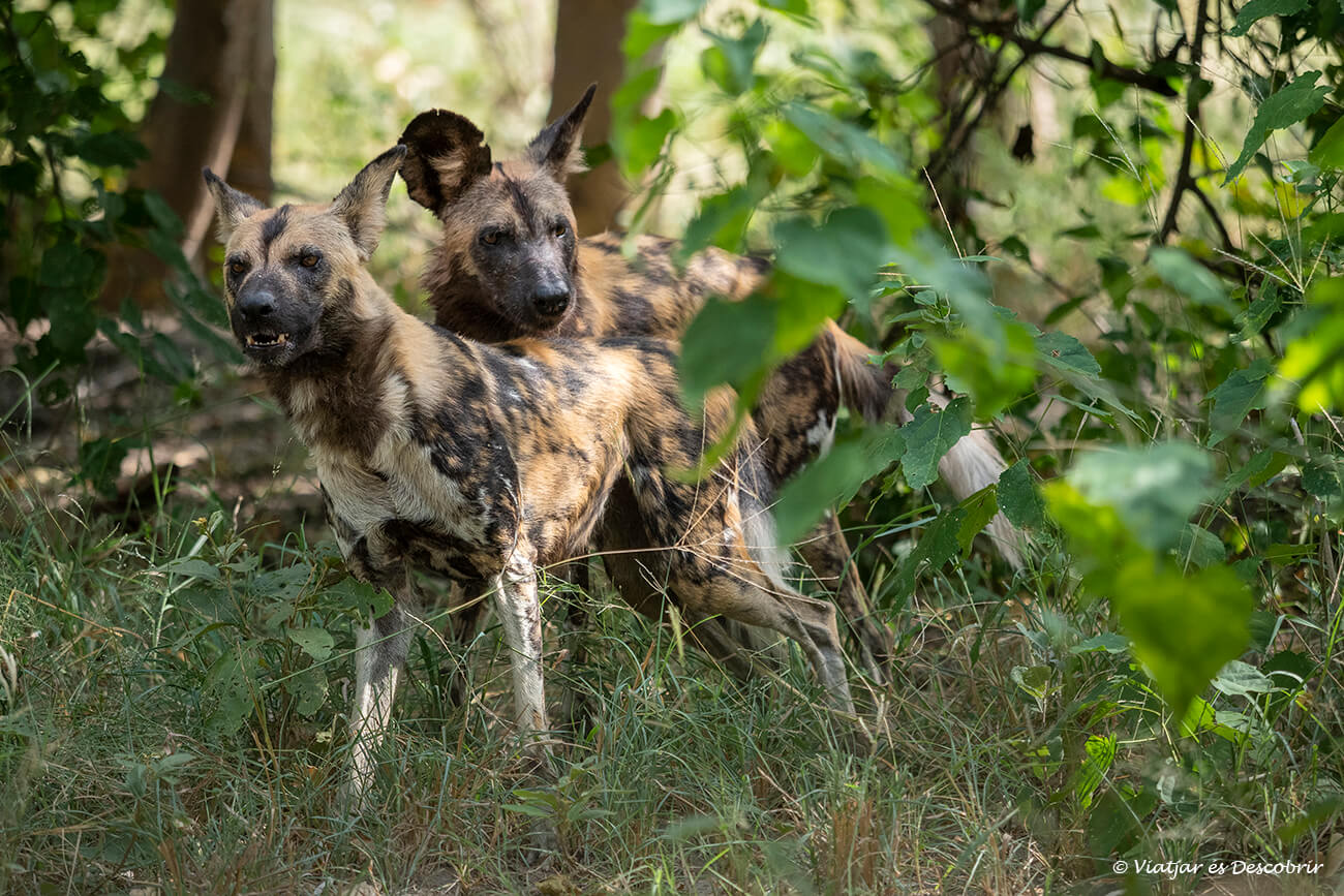 dos perros salvajes africanos observados en el corazón del delta del okavango