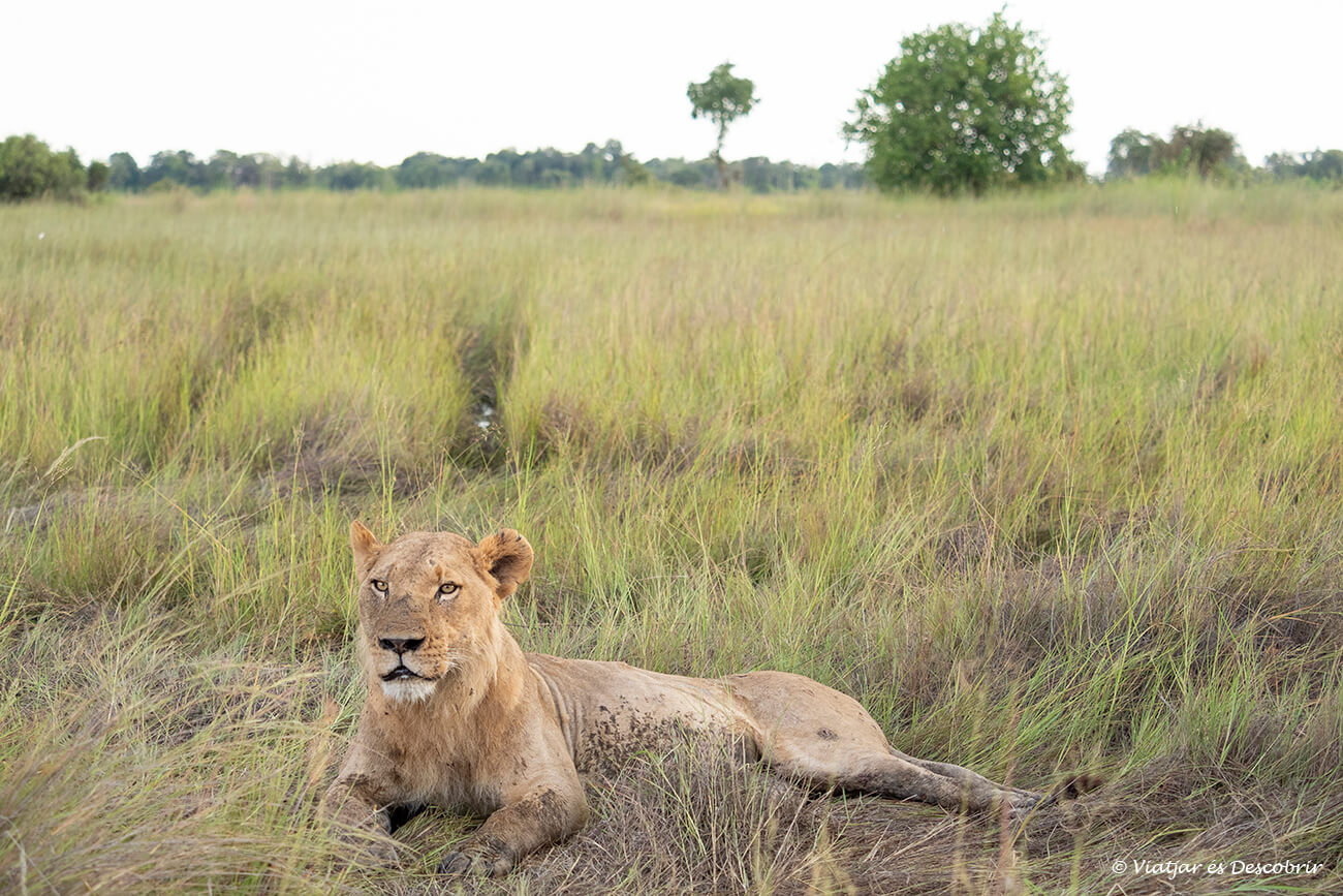 safari en el delta del okavango un león macho joven y solitario tumbado en un prado