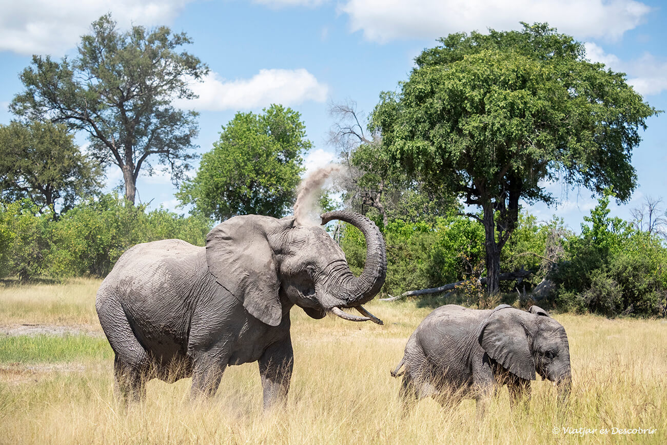 un elefante y su cría caminando durante un día de mucho calor en el okavango
