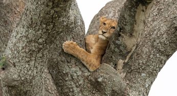 Safari en Kenia o Tanzania: 10 puntos para decidir