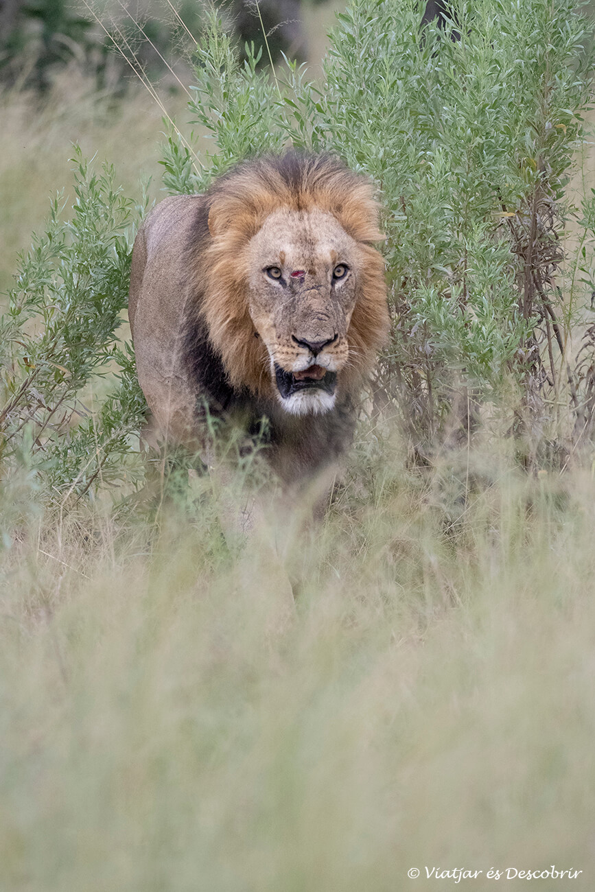 ver a un león macho caminando hacia el vehículo durante un safari en el delta del okavango es una de las emociones más fuertes