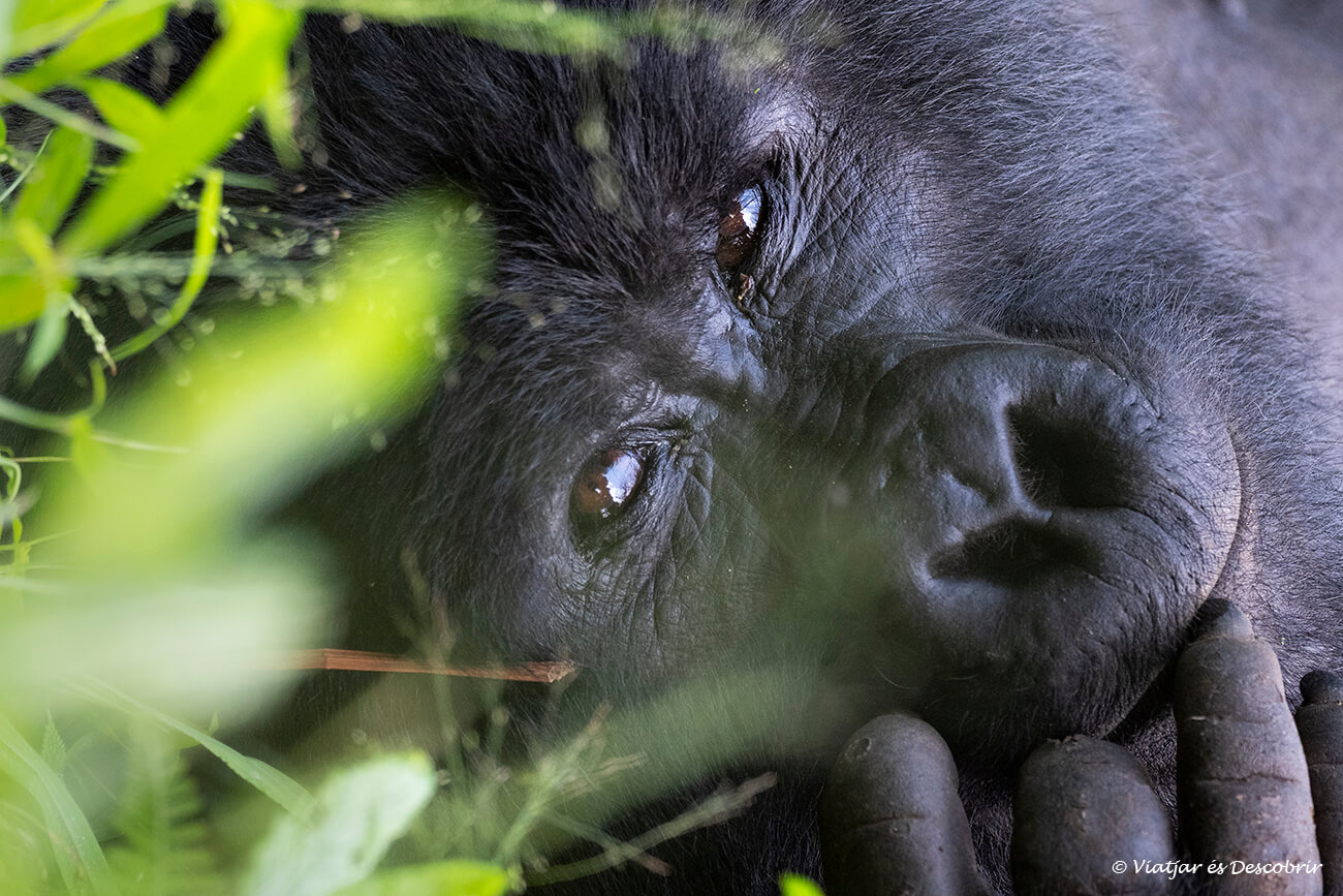 primer plano de un gorila tumbado en la selva ugandesa