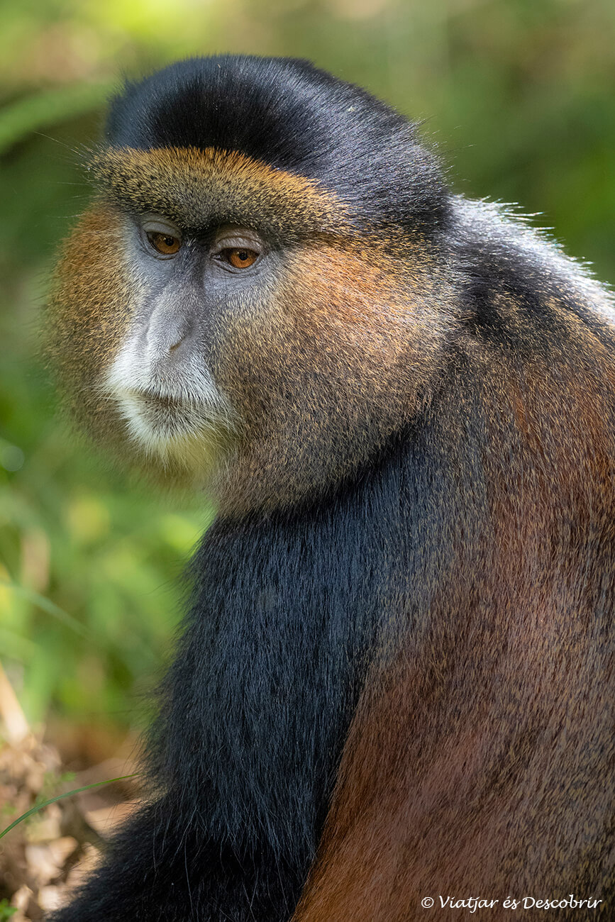 un mono dorado fotografiado en las montañas de Virunga en el Parque Nacional Mgahinga