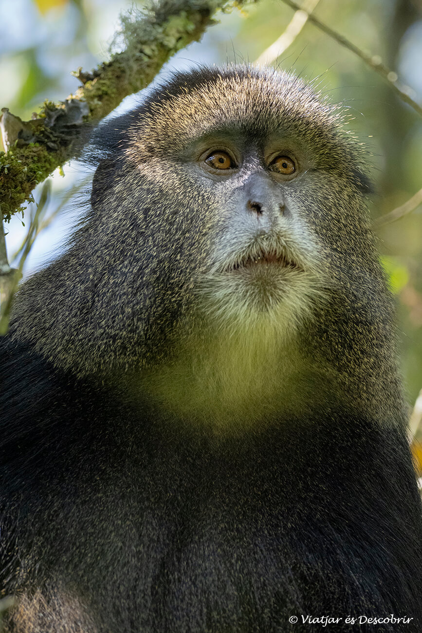primer plano de un primate endémico en las faldas de un volcán del macizo de Virunga en Uganda