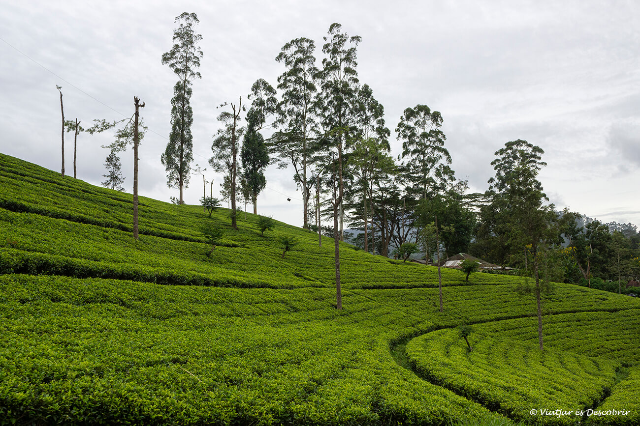 los perfectos campos de te de Sri Lanka muy bien cuidados y verdes en agosto