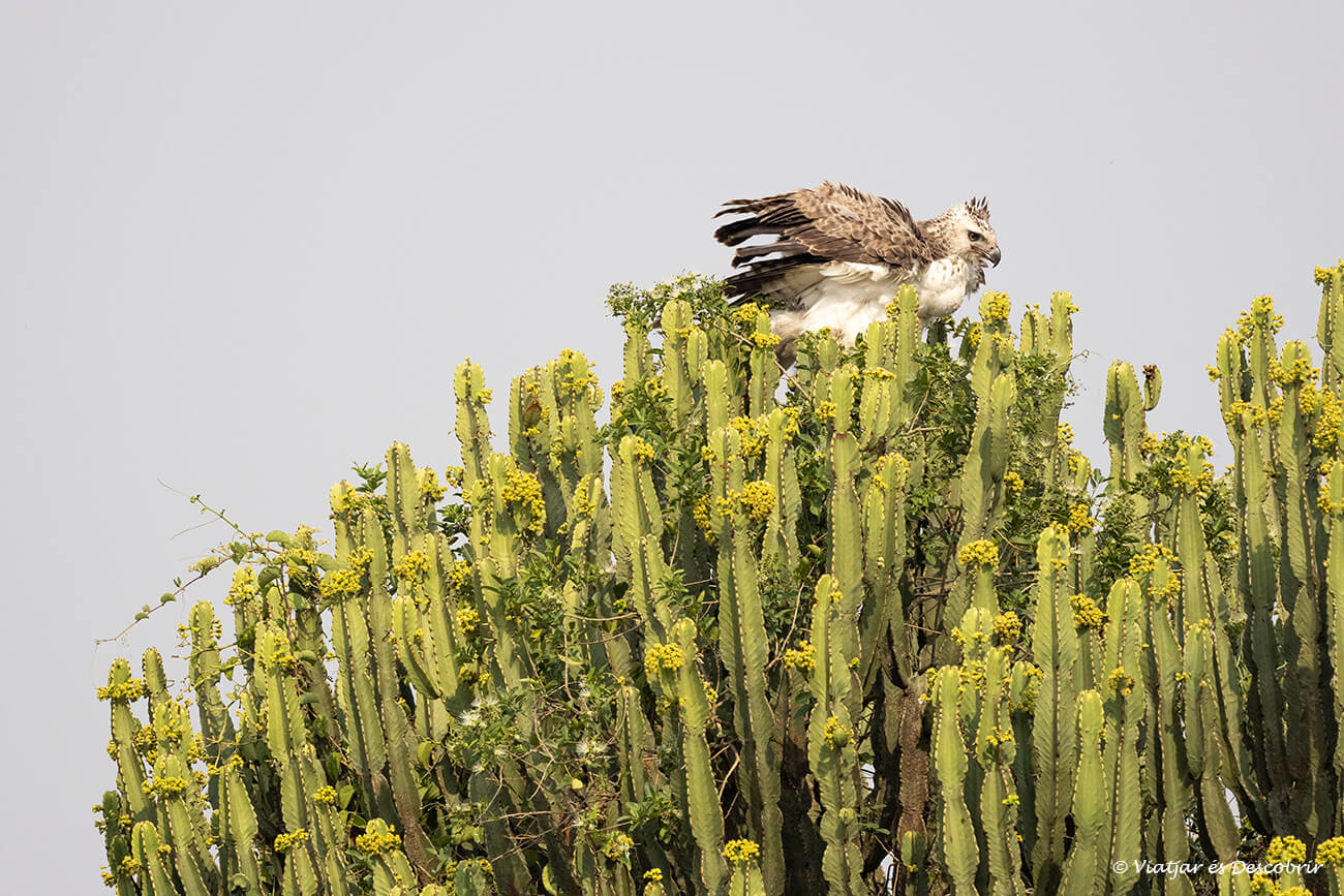 águila descansando sobre un cactus en la sabana ugandesa