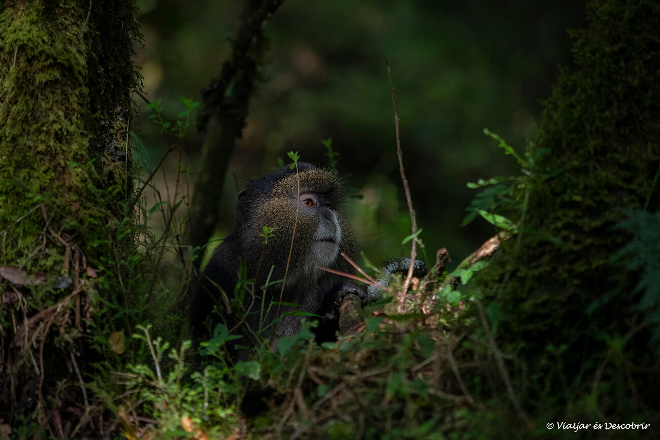 uno de los momentos más impresionantes del trekking para ver monos dorados en las montañas de Virunga en la frontera entre Uganda y Ruanda