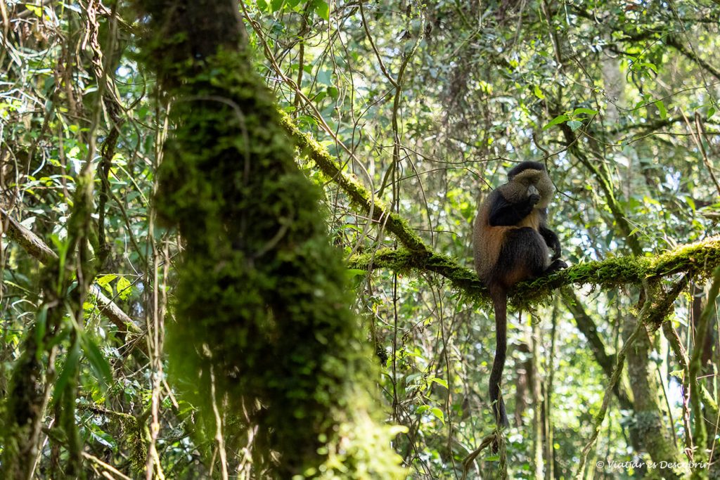 les montañas de Virunga tienen un bosque de bambús en el que viven los endémicos monos dorados