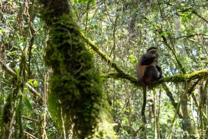 Lee más sobre el artículo Las montañas de Virunga: el hogar del mono dorado
