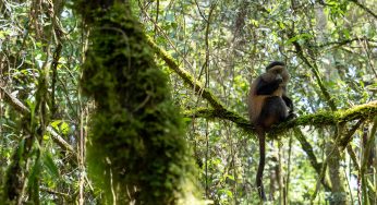 Las montañas de Virunga: el hogar del mono dorado