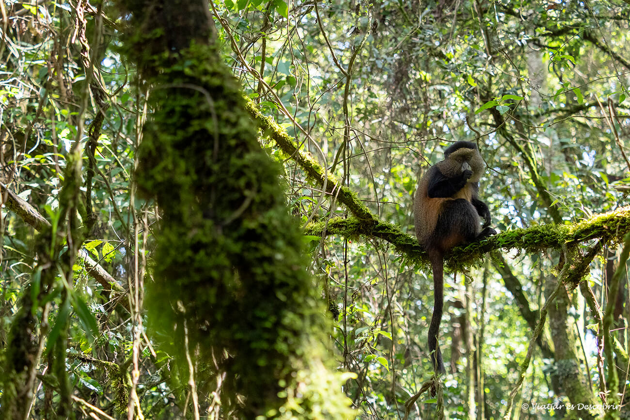 En este momento estás viendo Las montañas de Virunga: el hogar del mono dorado