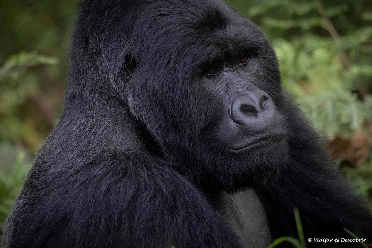 el turismo ha sido clave en la conservación de los gorilas de montaña en el este de África