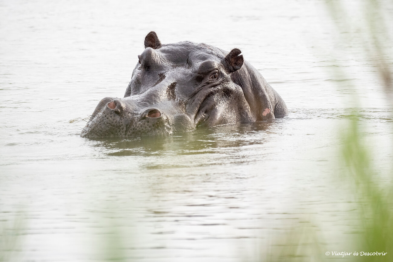 un hipopótamo fotografiado durante un safari a pie reservado desde un alojamiento en el parque nacional Kruger