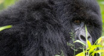 Ver gorilas en Uganda (reservas, precio y mejor época)