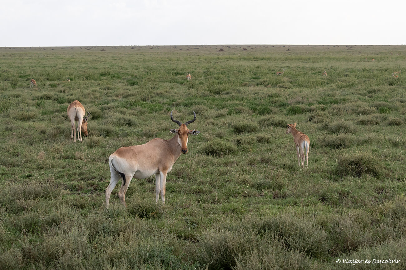 antilopes en la sabana del parque nacional del serengueti, la zona más famosa de Tanzania