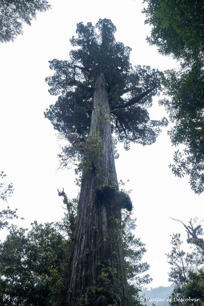 el-parque-nacional-alerce-andino-gu-a-para-visitarlo-viajar-es-descubrir