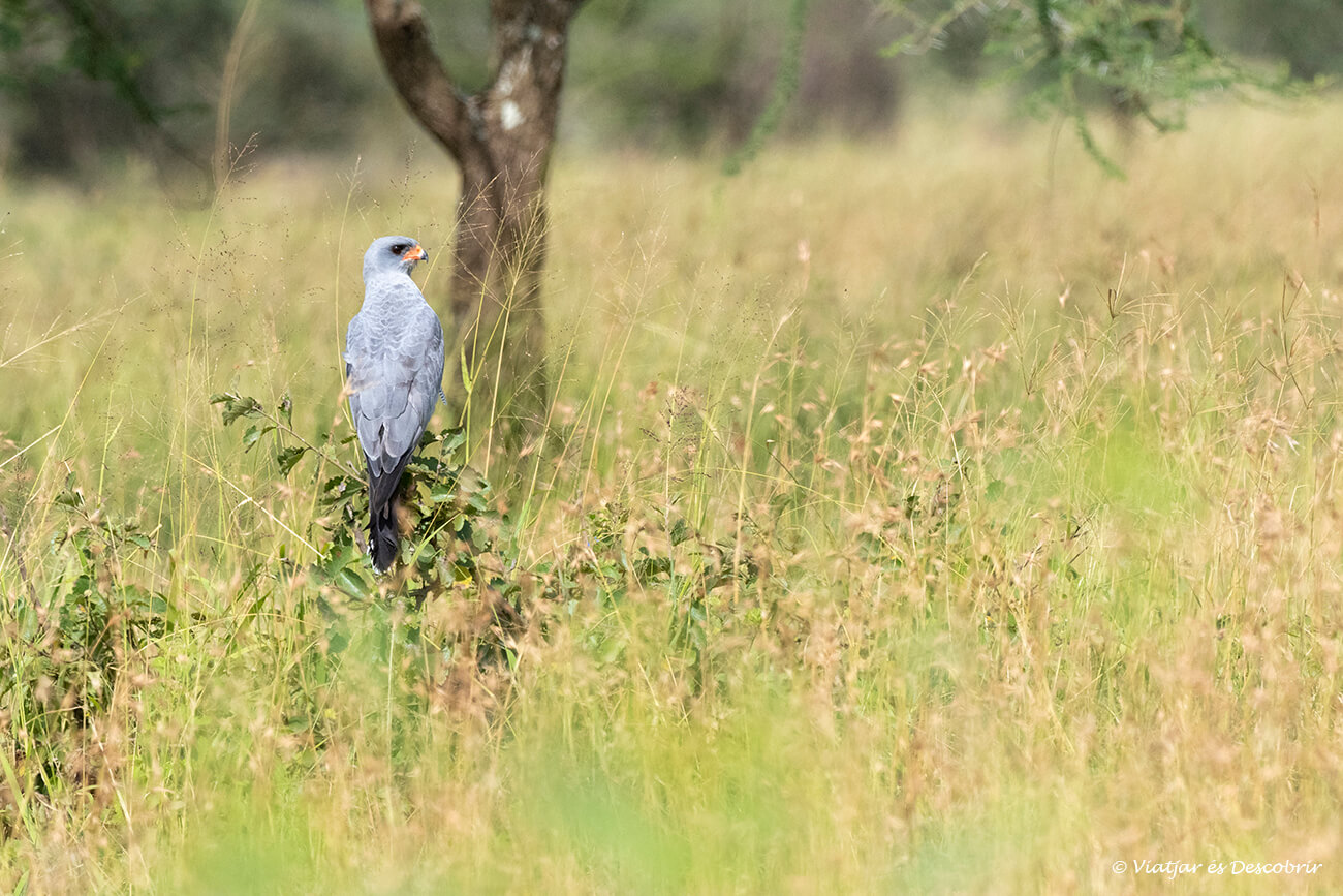 los safaris en Tanzania y en el Serengueti no sólo permite ver una gran variedad de mamíferos, también son una oportunidad ideal para ver pájaros, sobre todo rapaces