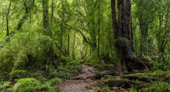 El Parque Nacional Alerce Andino: guía para visitarlo