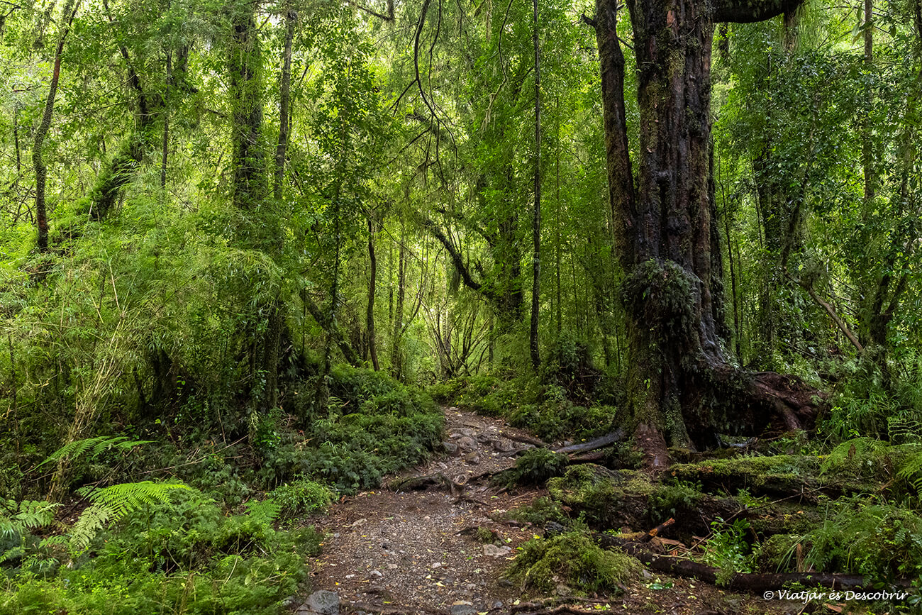 El Parque Nacional Los Alerces 14 Senderos Recomendados Viajar Es El Parque Nacional Los Alerces 14 Senderos Recomendados Viajar Es