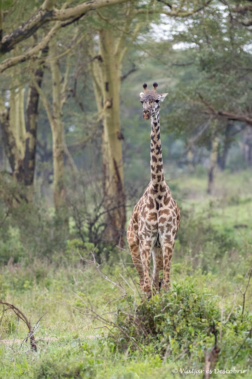 una pequeña jirafa con el bosque que rodea el camping de Seronera al Serengueti al fondo