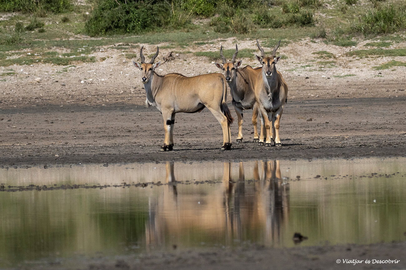 los elands son los antílopes más grandes y pueden verse en el Serengueti durante un safari en Tanzania
