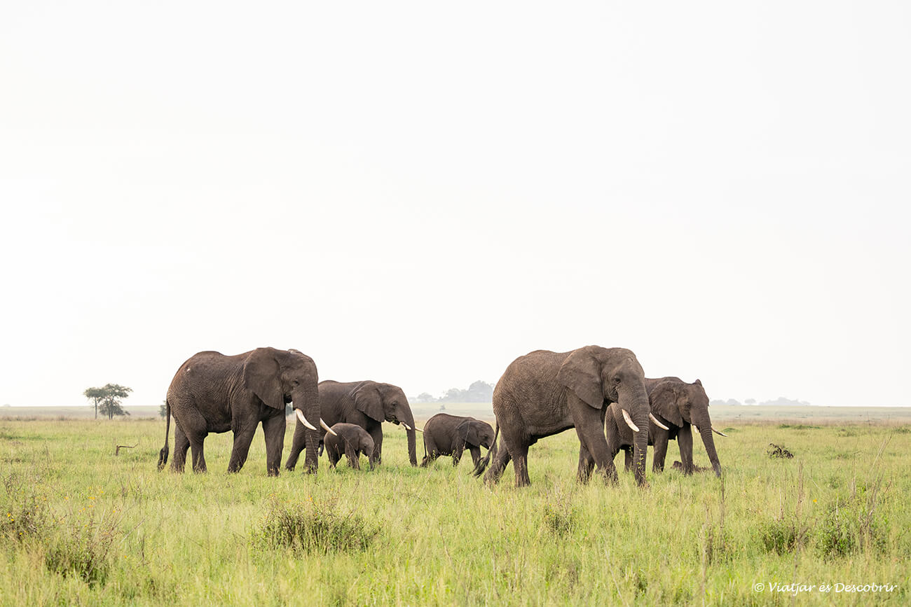 una familia de elefantes caminando por el Serengueti durante la salida de sol