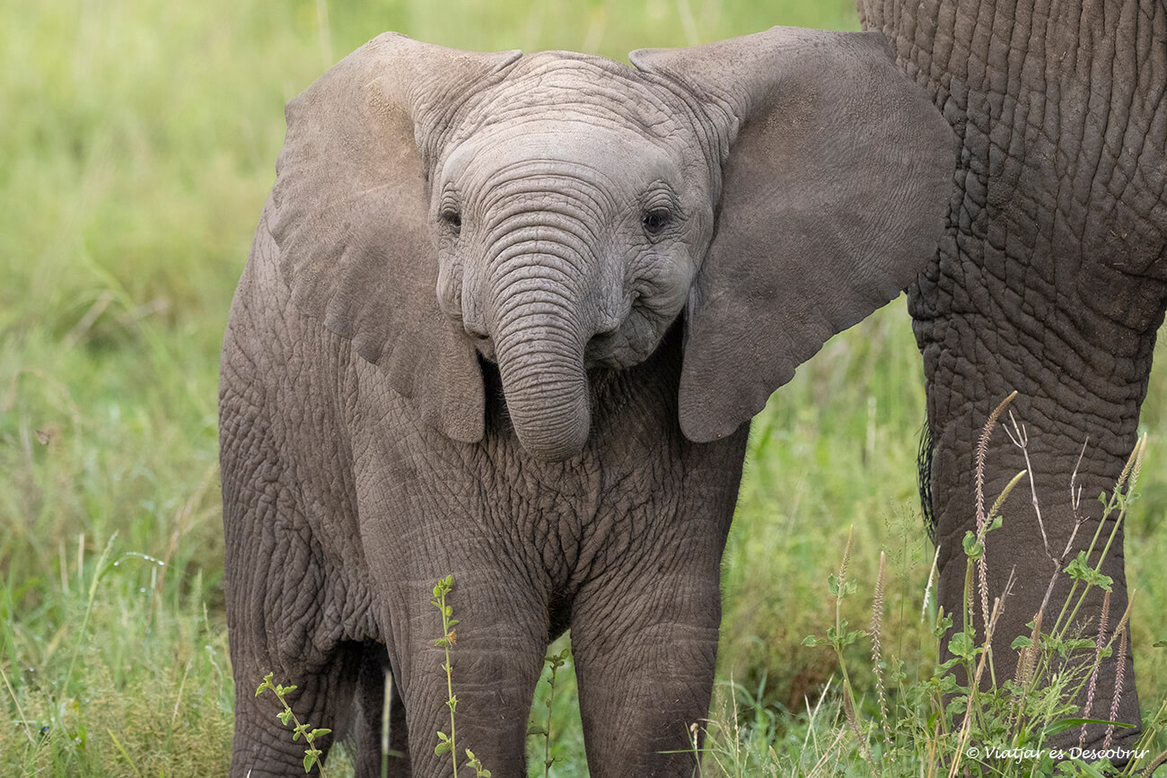 una cría de elefante fotografiada en el Serengueti, en la zona central del parque nacional