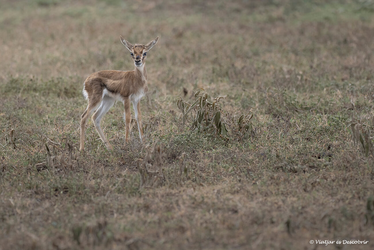 una cría de gacela de Thomson fotografiada durante un safari en Tanzania con agencia local