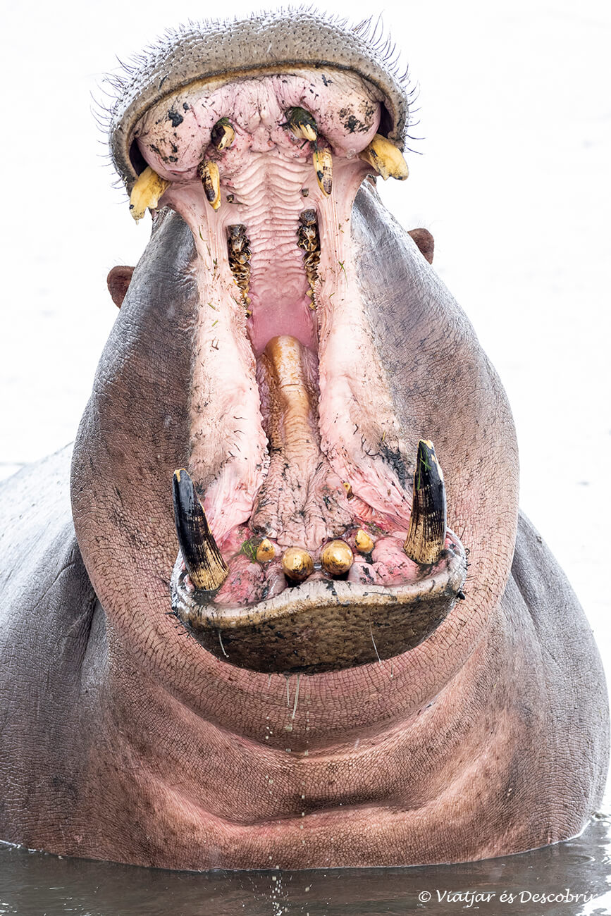 durante un safari en el Serengueti se pueden visitar zonas del río en las que hay muchos hipopótamos