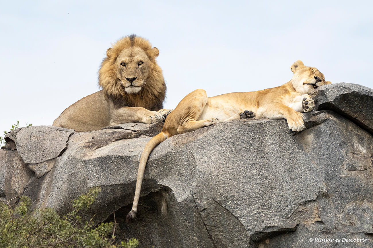 la mirada de un león en el Serengueti es un recuerdo borrable de hacer un safari en Tanzania