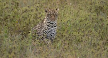 Safari en Tanzania: descubriendo las llanuras del Serengueti