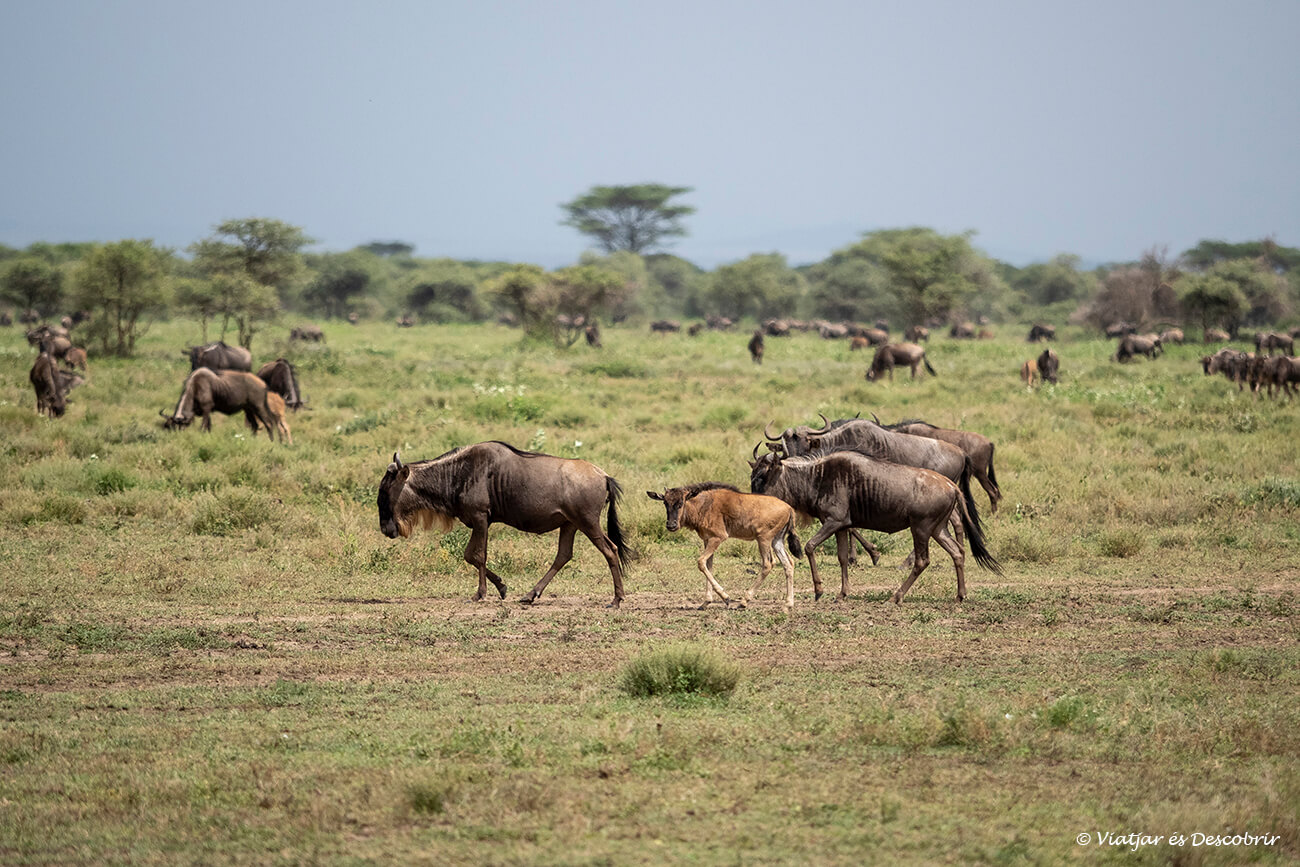 una cría de ñu caminando con toda la gran migración al sur del Serengueti