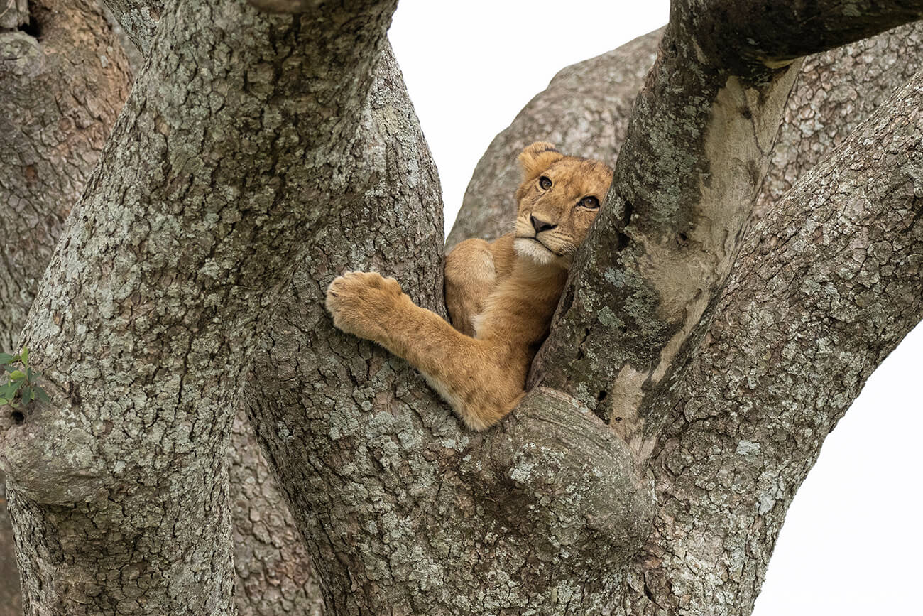 ver un león es de los grandes objetivos en un safari en Tanzania y en el Serengueti es posiblemente la mejor zona donde vivir esta experiencia