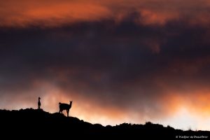 Lee más sobre el artículo Semana 35 (Quinuituq): Tras la huella del puma